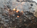 Craterocolla cerasi image