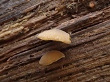 Simocybe haustellaris image