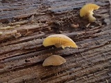 Simocybe haustellaris image