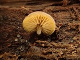 Simocybe haustellaris image