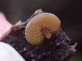 Simocybe haustellaris image