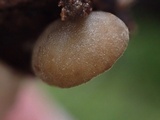 Simocybe haustellaris image