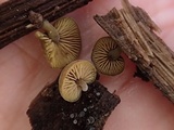 Simocybe haustellaris image