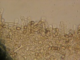 Simocybe haustellaris image