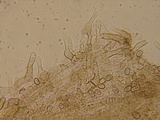 Simocybe haustellaris image