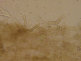 Simocybe haustellaris image