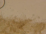 Simocybe haustellaris image