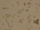 Simocybe haustellaris image