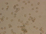 Simocybe haustellaris image