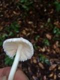 Volvariella hypopithys image
