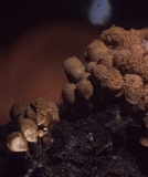 Arcyria ferruginea image
