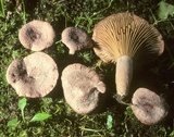 Lactarius purpureoechinatus image
