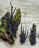 Xylobotryum portentosum image