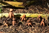 Geastrum fornicatum image