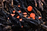 Pseudopithyella minuscula image