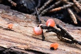 Pseudopithyella minuscula image