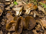 Helvella solitaria image