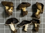 Helvella solitaria image
