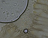 Helvella solitaria image