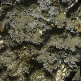 Fuscopannaria mediterranea image