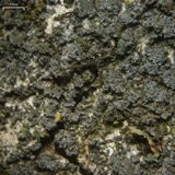 Fuscopannaria mediterranea image