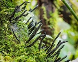 Xylaria fissilis image
