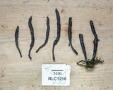 Xylaria fissilis image