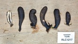 Xylaria schweinitzii image
