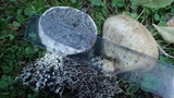 Scleroderma bovista image