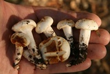 Hygrophorus albicastaneus image