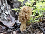 Morchella importuna image
