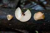 Image of Auriscalpium andinum