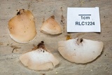 Auriscalpium andinum image