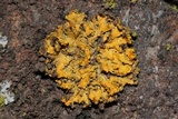 Oxneria fallax image
