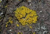 Candelaria pacifica image