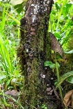Pyrenopolyporus symphyon image