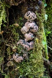 Pyrenopolyporus symphyon image