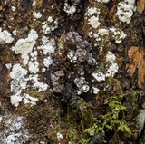Pyrenopolyporus symphyon image