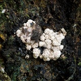 Pyrenopolyporus symphyon image