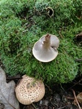 Sarcodon imbricatus image