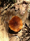 Coltricia cinnamomea image