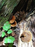 Coltricia cinnamomea image