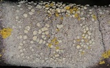 Lecanora confusa image