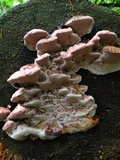 Fomitopsis cajanderi image