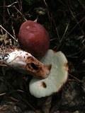 Imleria badia image