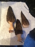 Morchella importuna image