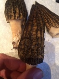 Morchella importuna image