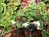 Peltigera britannica image