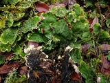 Peltigera britannica image