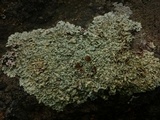 Xanthoparmelia coloradoensis image